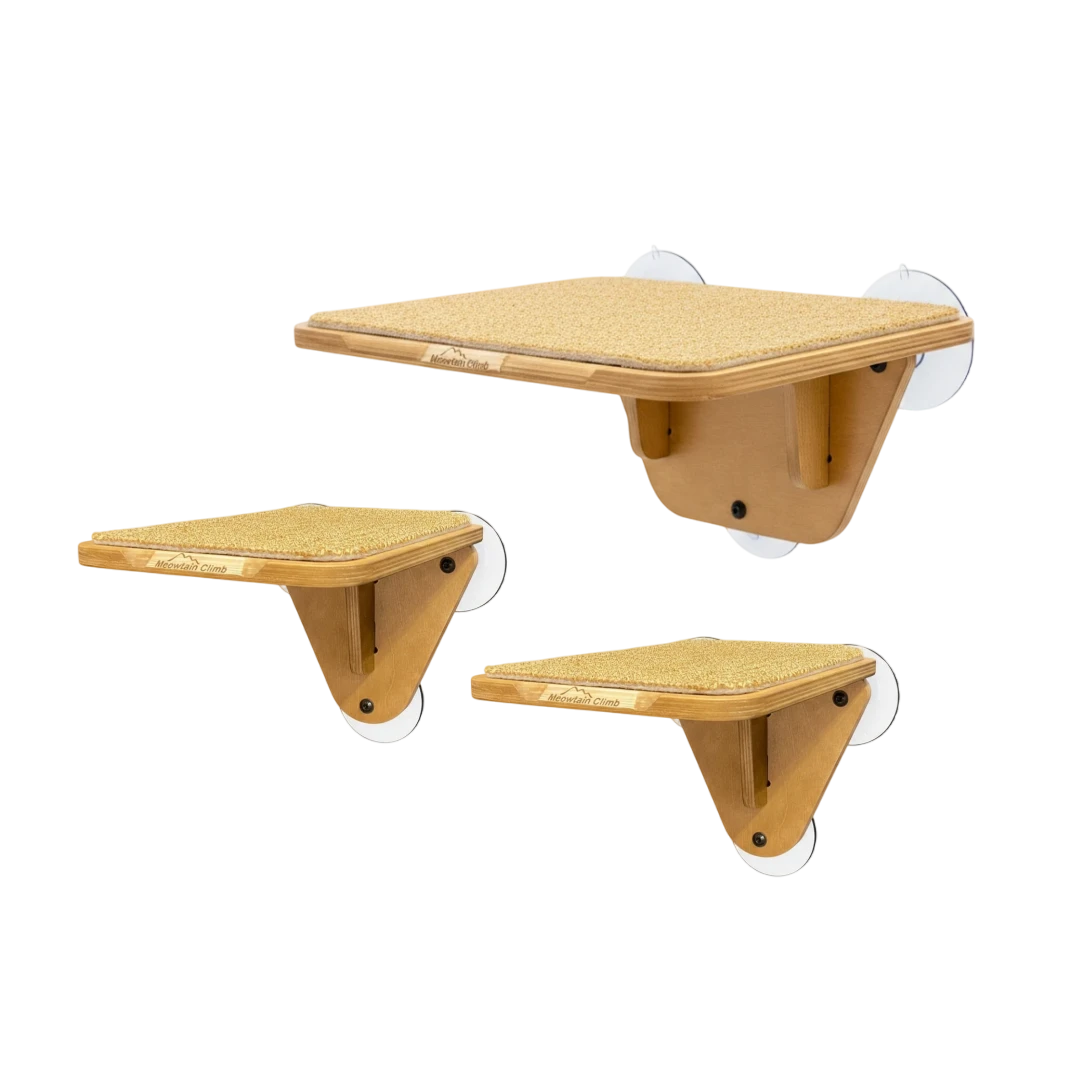 Indoor Cat Activity System